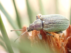 Phyllobius pyri