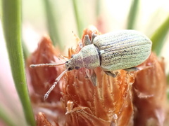 Phyllobius pyri