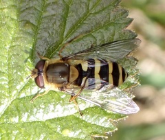 Syrphus