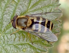 Syrphus