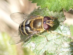 Syrphus