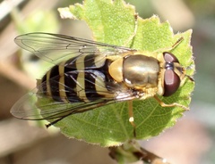 Syrphus