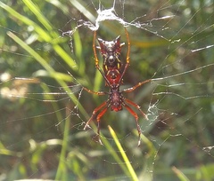 Micrathena swainsoni