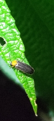 Abscondita cerata