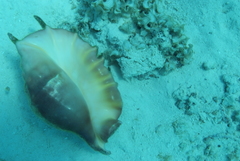 Lambis truncata