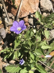 Convolvulus siculus image