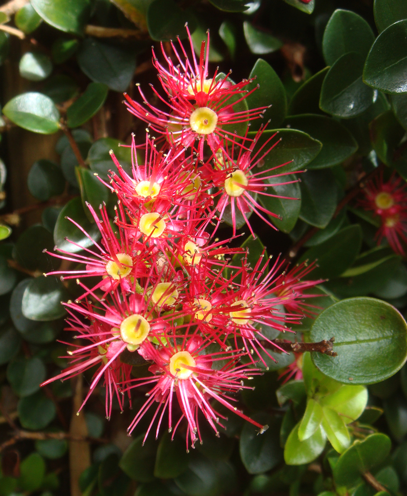 crimson rātā