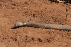 Pseudonaja aspidorhyncha