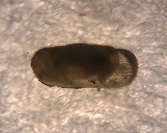 Helicodiscus
