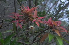 Syzygium samarangense