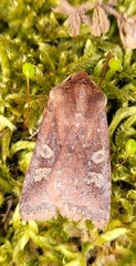 Cerastis leucographa