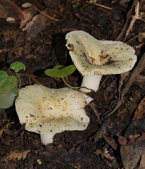 Russula iterika