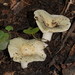 Russula iterika - Photo (c) Reiner Richter, some rights reserved (CC BY-NC-SA), uploaded by Reiner Richter