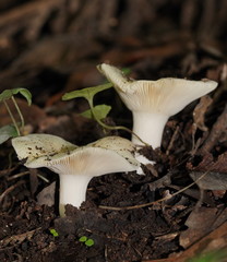 Russula iterika