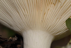 Russula iterika