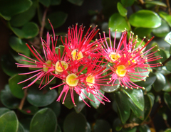 Metrosideros carminea