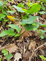 Arisarum