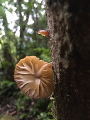 Cyptotrama glabra