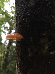 Cyptotrama glabra