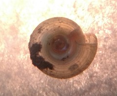 Helicodiscus
