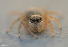 Salticinae