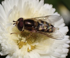 Eupeodes