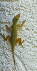 Anolis stratulus