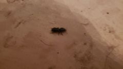 Pasimachus marginatus