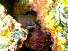Gymnothorax unicolor