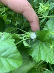 Malva parviflora image