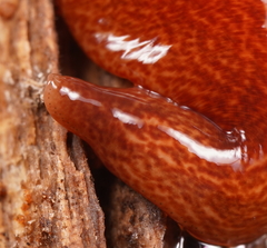 Australopacifica mortoni