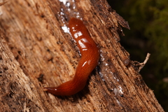 Australopacifica mortoni