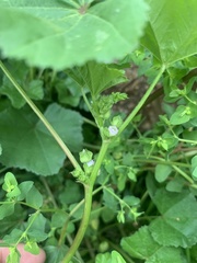 Malva parviflora image