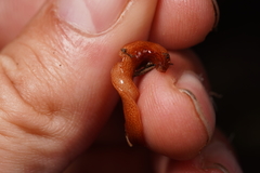 Australopacifica mortoni