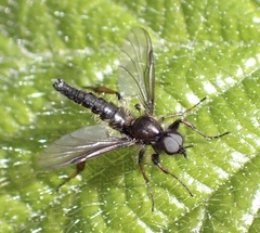 Bibio lanigerus