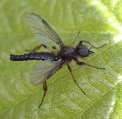Bibio lanigerus