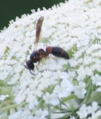 Parancistrocerus histrio
