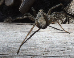 Pardosa valens