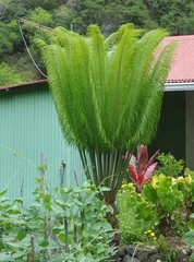Cycas thouarsii