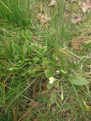 Primula × polyantha