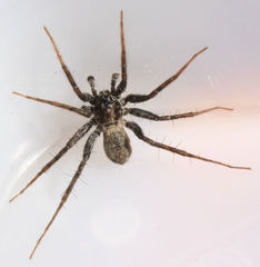 Pardosa valens