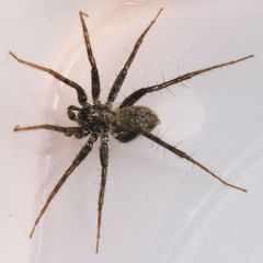 Pardosa valens