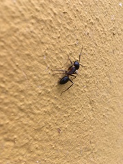 Camponotus barbaricus