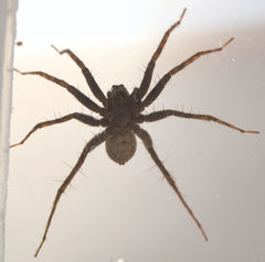Pardosa valens