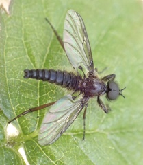 Bibio lanigerus