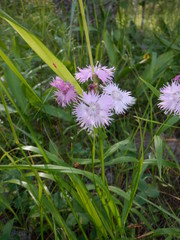 Dianthus × courtoisii