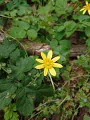 Ficaria verna