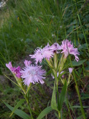 Dianthus × courtoisii
