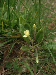 Primula × polyantha