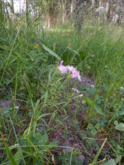 Dianthus × courtoisii